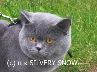 Британские котята. Питомник Серебристый Снег