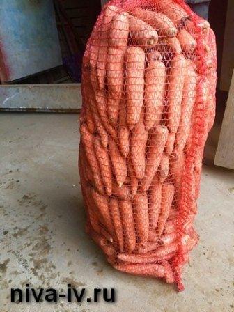 Предлагаем морковь от производителя