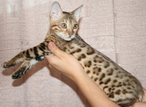 Продаются бенгальские котята